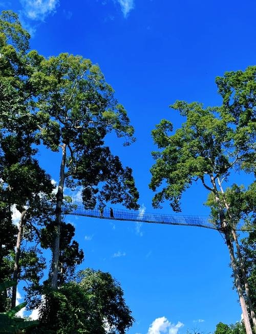🌳望天树景区｜高空树冠走廊 + 雨林秘境✨勇敢者的挑战