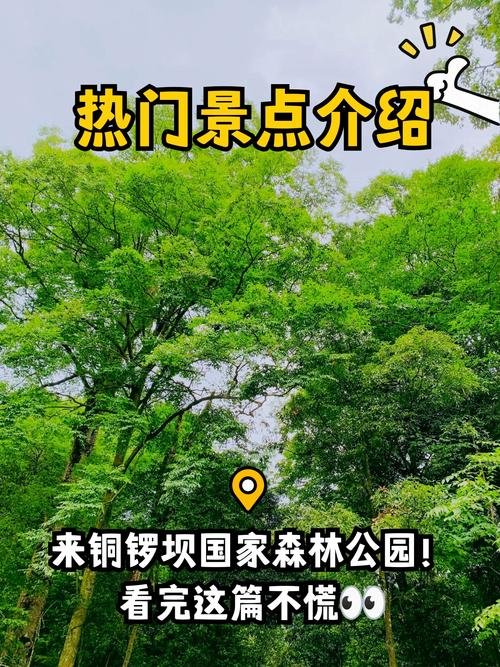 铜锣坝国家森林公园・滇北小九寨✨林海湖泊 + 珙桐秘境