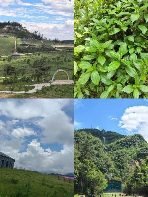 🏞️马关雾缦云山・云端仙境✨高山云海 + 原始森林