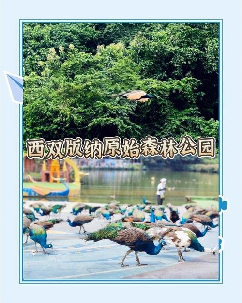 🦚原始森林公园｜孔雀放飞 + 雨林徒步✨亲子玩水吸氧胜地