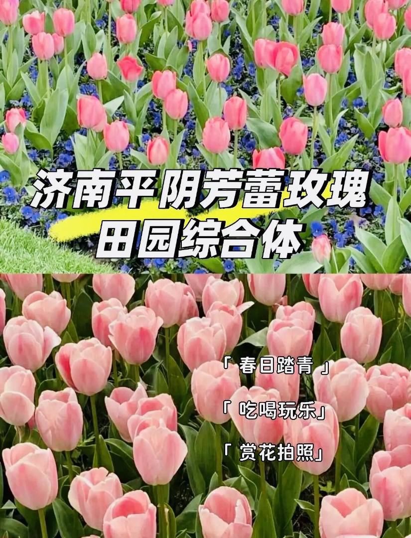 🌹平阴玫瑰园｜五月限定浪漫花海✨玫瑰采摘文创体验