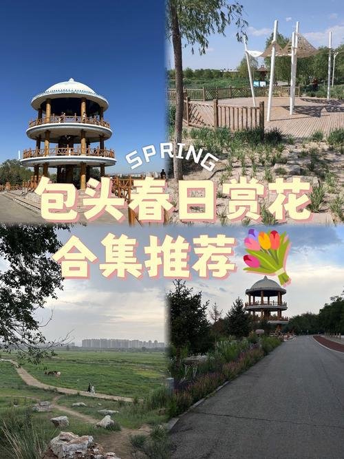 🌼包头花海基地・季节性花海✨虞美人 + 向日葵 + 薰衣草