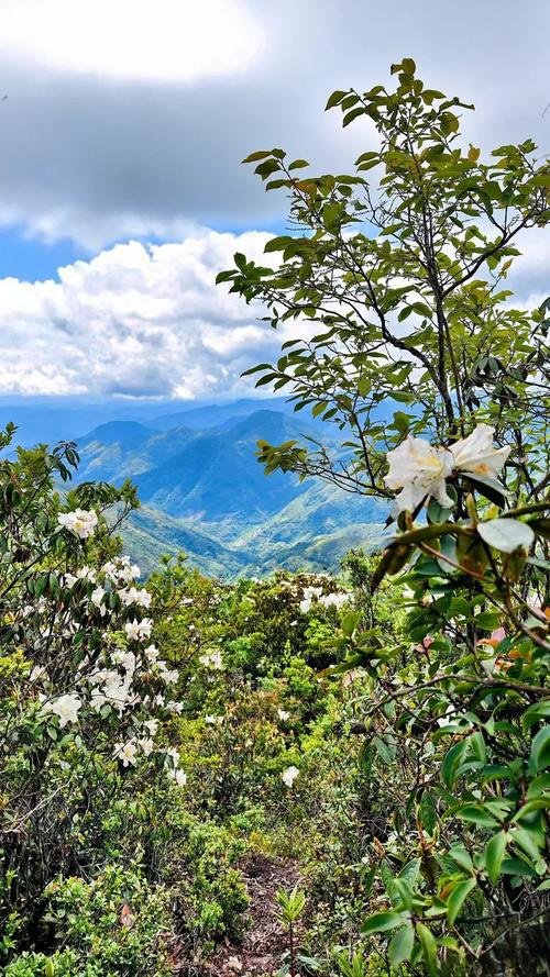 🌳普洱干坝子大山｜原始山林秘境✨徒步 + 露营 + 星空