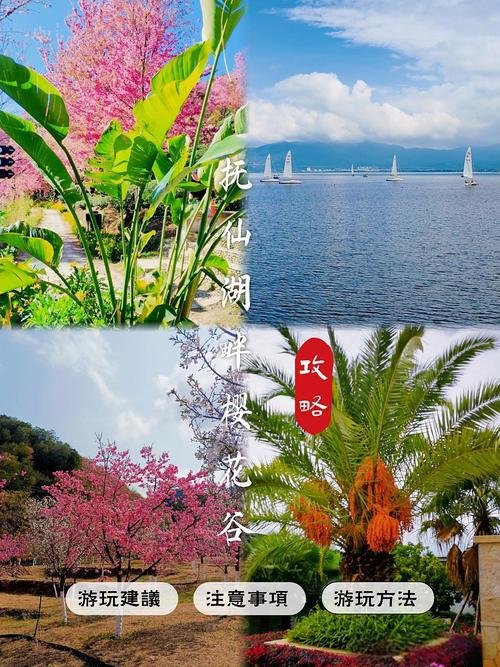 🌊抚仙湖樱花谷｜春季限定浪漫｜樱花湖畔 + 粉色花海