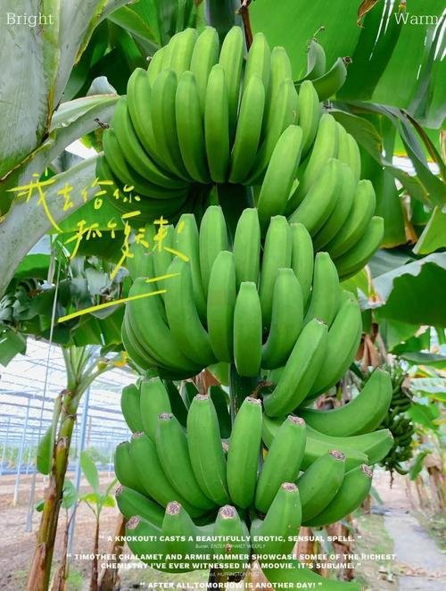🥥龙陵勐糯热带果园｜怒江畔热带秘境｜四季鲜果采摘园🍍