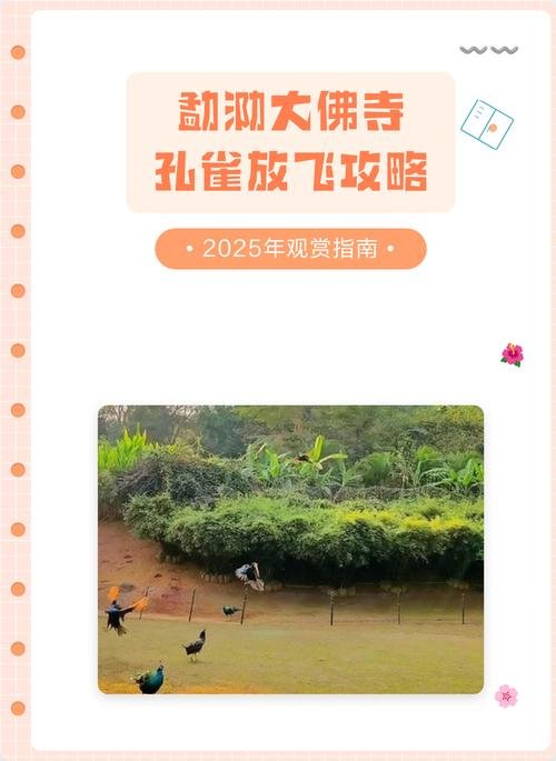 🕌勐泐大佛寺孔雀放飞｜百鸟齐舞 + 佛光普照✨震撼视觉盛宴