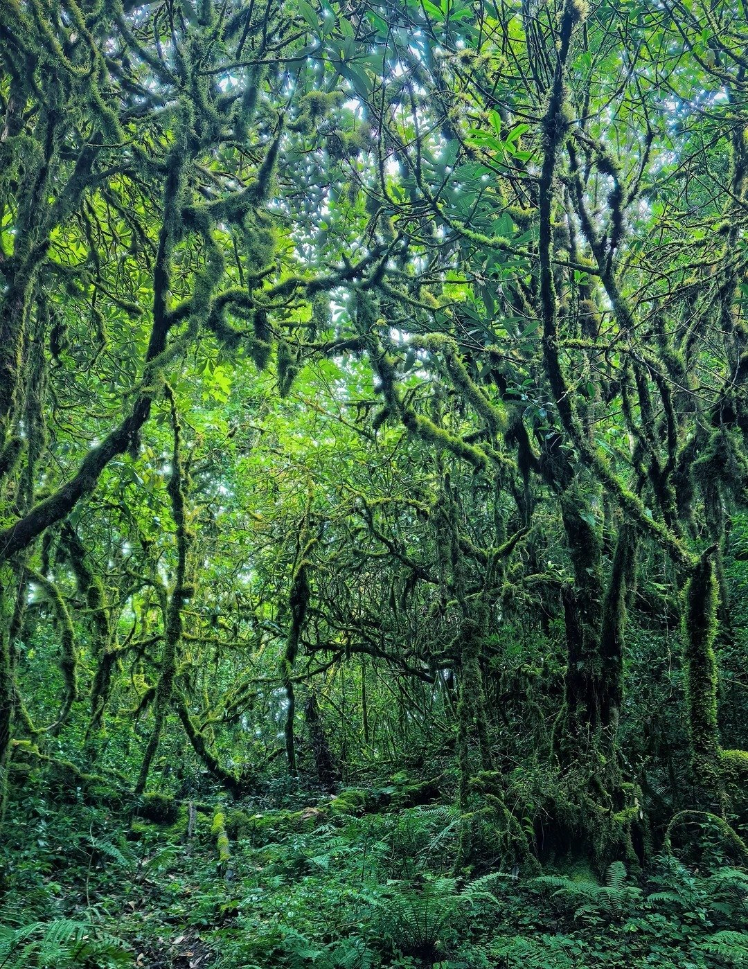 ⛰️高黎贡山百花岭｜高黎贡入门轻徒步｜世界物种基因库🌱