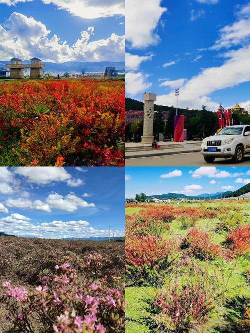 💐小中甸花海｜香格里拉沿途路边花海｜季节性免费秘境🌸
