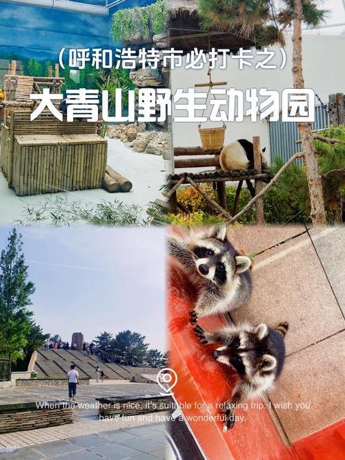 🦌大青山野生动物园・萌宠互动天堂✨散养猛兽 + 亲子遛娃