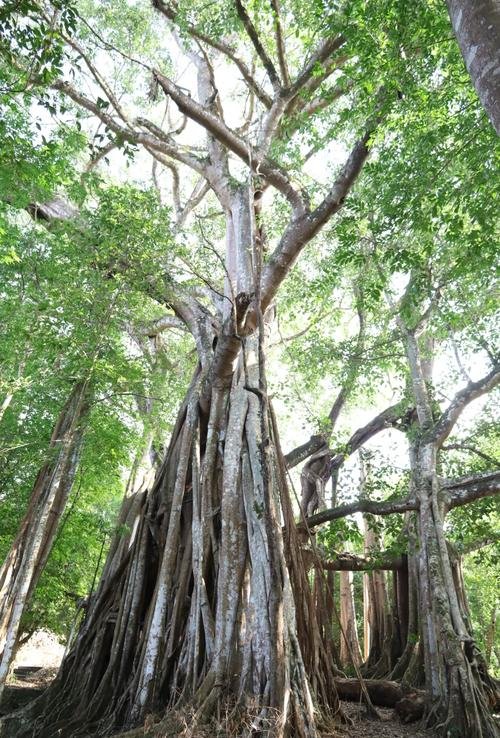 🌳盈江中国榕树王｜亚洲第一大榕树｜独木撑起千平绿荫🌴