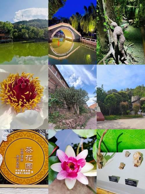🌿峨碌公园古柏区｜百年古柏 + 静谧禅意 + 城市氧吧