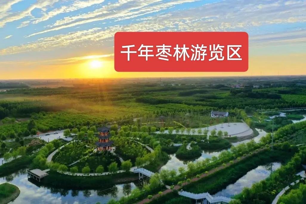 🌳乐陵千年枣林游览区｜超大古枣林秘境✨秋日限定采摘吸氧